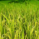 Agriculture
